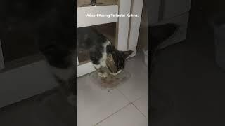 Adopsi Kucing Terlantar Lagi. #adopsikucing #kitty #viral