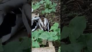 My cat saves duck from gangbang ‍⬛