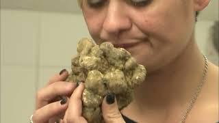 Une énorme truffe blanche extrêmement rare 