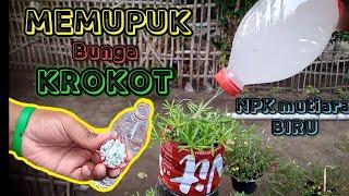 Tips Memupuk Bunga KROKOT