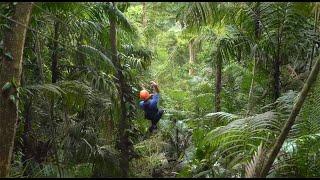 GAMBOA TREE TREK