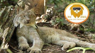 RELAX WITH OUR BIG CAT RESIDENTS!  3D 180VR