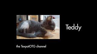 Teddy had no chance: FIP virus devastating for kitties.