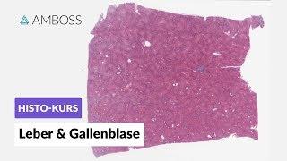 Histologie Leber und Gallenblase - Mikroskopische Anatomie - AMBOSS Video