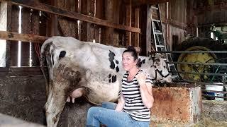 Tips on hand milking a fresh cow