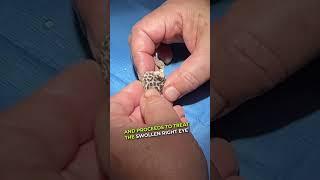 lizard eye cap removal : Skilled Vet Saves Gecko's Vision by Treating Eye Shedding