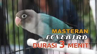 MASTERAN LOVEBIRD 3 MENIT   DURASI 2 JAM