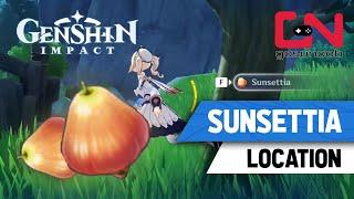 Genshin Impact Sunsettia Locations - Best Farming Spots