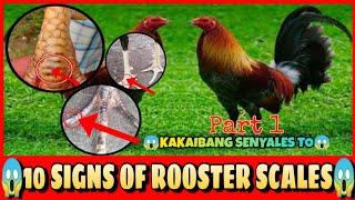 10 Signs of rooster scales (SIGNS AND SCALES OF ROOSTERS FEET)