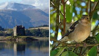 Bird Watching in Scotland - Castle Stalker