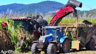 Sugarcane Harvest 2024 Proserpine