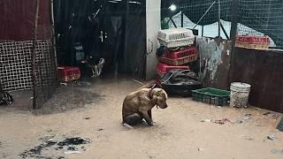 Ignored by his owner, he cried in the storm; rescued by a delivery driver, he became a lovely angel.