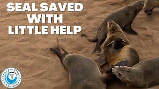 Seal Saved With Little Help