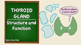 Thyroid Gland Structure | Histology | Thyroid hormone function | Functional histology | Endocrine