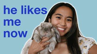 GAINING TRUST | How to get your rabbit to like you