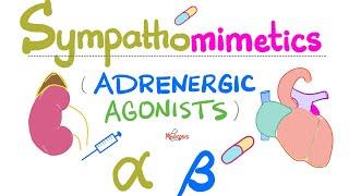 Sympathomimetics (Adrenergic Agonists)—Epinephrine, Norepinephrine - Alpha & Beta Receptors