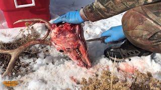 How to remove jaw from deer, elk, antelope, or moose for a European skull mount with a knife.