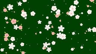 Flower Falling Green Screen Effects || Flower Green Screen Effects