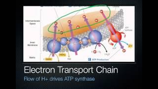 Electron Transport Chain