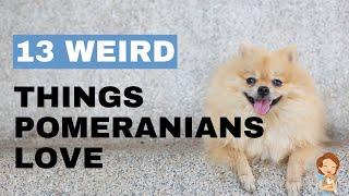 13 Weird Things That Pomeranians Love