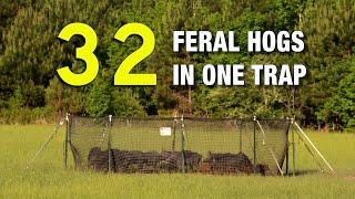 32 Feral Hogs in One Trap: "Pig Brig" Review