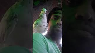 Beautiful #pigeon at day light on eid day | @masudbcl | #pigeon | #pet | #bird |