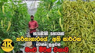 අතිසාර්ථක මාළු මිරිස් වගාව | Greenhouse Capsicum Farming | #garden #capsicum #smartagri #polytunnel