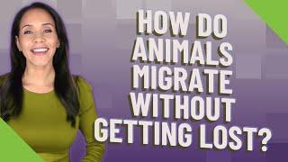 How do animals migrate without getting lost?