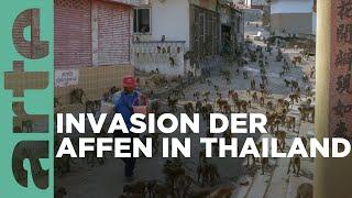 Von wegen Wasserscheu! | Affen in Thailand Reupload | ARTE Family