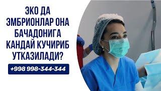 ЭКО да эмбрионлар она бачадонига кандай кучириб утказилади? АМАЛИЙ ВИДЕО (+998-998-344-344)