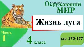 Жизнь луга. Окружающий мир. 4 класс, 1 часть. Учебник А. Плешаков стр. 170-177