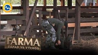 FARMA - Na Mirku zaútočila krava! V krutých bolestiach skončila v nemocnici