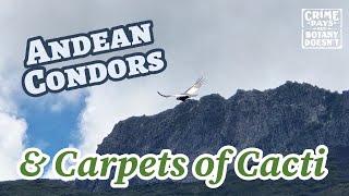 Andean Condors & the Andean Carpet Cactus