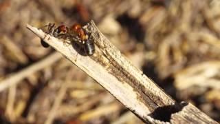 Wood Ant Nest