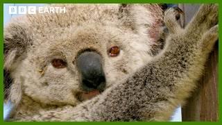 Koala Camera Shows Search for New Home | Animals With Cameras | BBC Earth