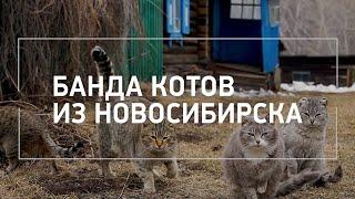 Банда котов из Новосибирска взорвала соцсети | NGS.RU