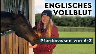 Pferderassen von A-Z | 𝗘𝗻𝗴𝗹𝗶𝘀𝗰𝗵𝗲𝘀 𝗩𝗼𝗹𝗹𝗯𝗹𝘂𝘁 - Das schnellste Pferd der Welt