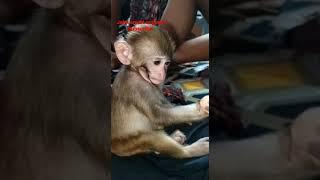 my Viral video Monkey Baby sweet video