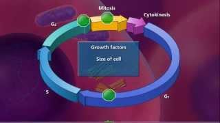 Cell Cycle and Mitosis