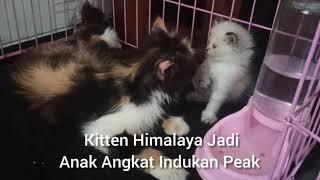 Kitten Himalaya Jadi Anak Angkat Indukan Peaknose - JUAL KUCING BOGOR