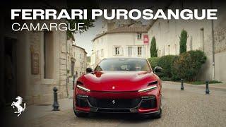 The Ferrari Purosangue - an experience unlike any other