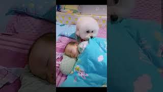 ️️Most heartwarming & touching~ Cute Dog Takes Care Of Cute Baby