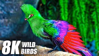 Wild Birds Collection in 8K TV HDR 60FPS ULTRA HD