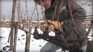 Potatura a Cordone Speronato - Dimostrazione pratica a Castiglione d'Orcia - Spurred Cordon pruning