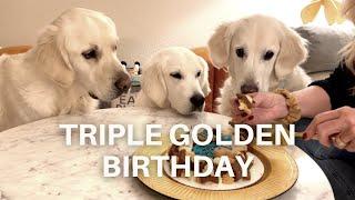 My Dogs Had a Birthday Party! | English Cream Golden Retriever Turns 11 Years Old