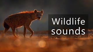 The brutal sounds of hyenas fighting lions