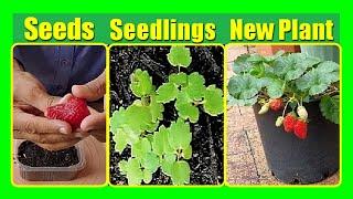 How To Grow Strawberries From Seeds | Germinate Strawberry Seeds At Home