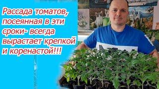 Когда посеять томаты на рассаду- точные сроки для посева семян!