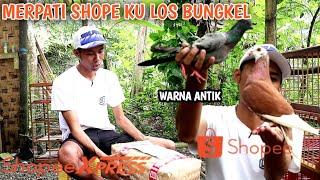 UNBESEK‼️KETAGIHAN BELI MERPATI GIRING KEKET DI SHOPEE