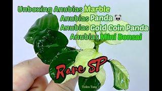 Unboxing Anubias Marble, Panda, Gold Coin Panda, and Mini Bonsai